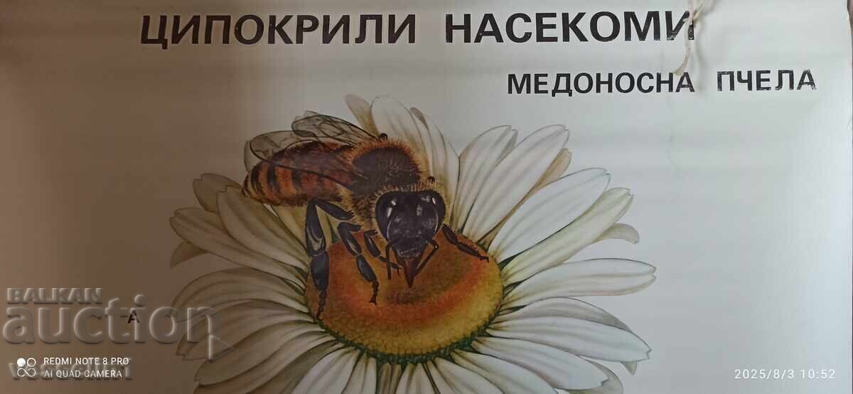 Auction  Old educational poster bee (hymenopteran insects) Soc 100cm/68cm
