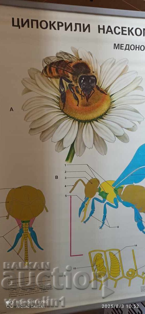 Old educational poster bee (hymenopteran insects) Soc 100cm/68cm