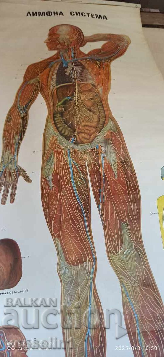 Old educational textile panel, human lymphatic system, 1950s with price 70.00 BGN | € 35.79