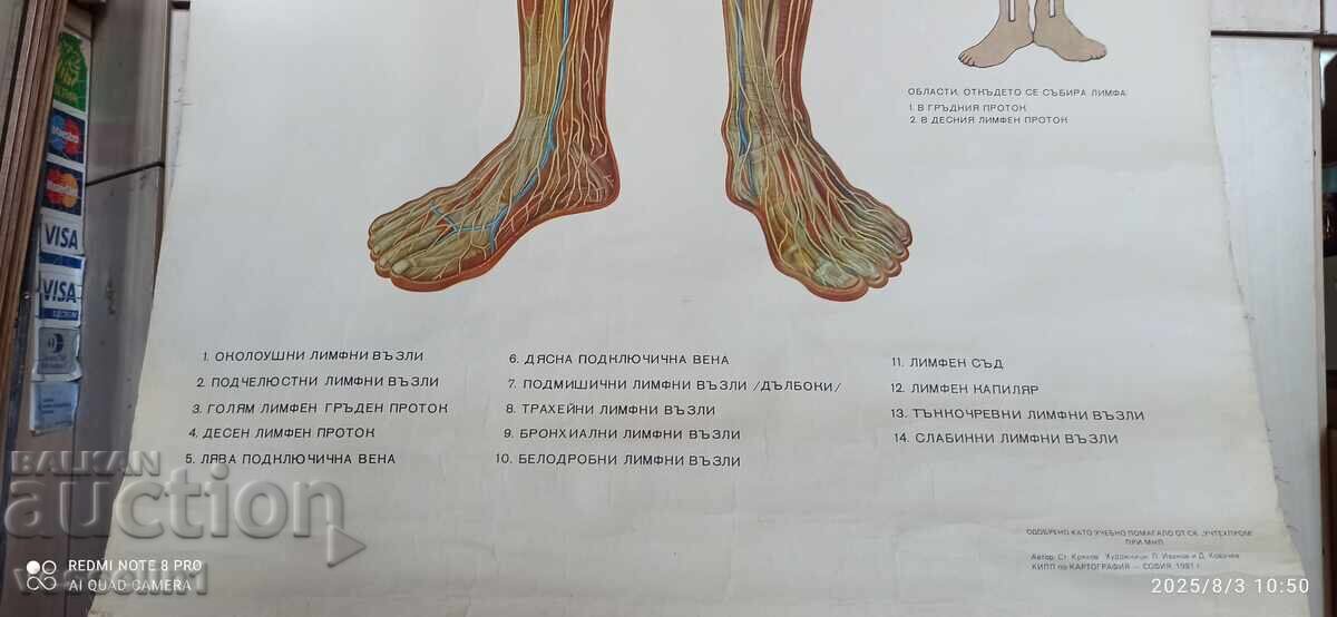 Auction  Old educational textile panel, human lymphatic system, 1950s
