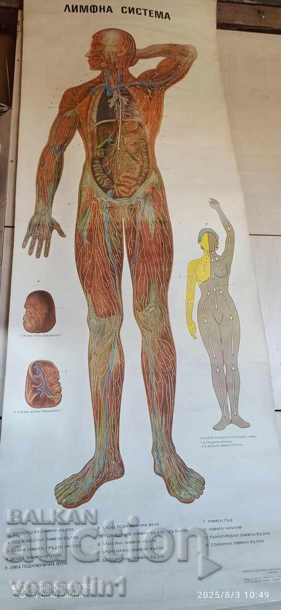Old educational textile panel, human lymphatic system, 1950s