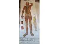 Old educational textile panel, human lymphatic system, 1950s