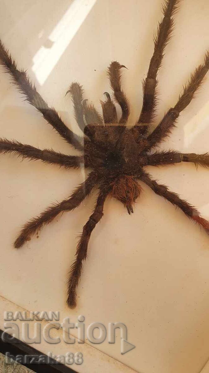 Auction Tarantula Spider Auction Tarantula Spider