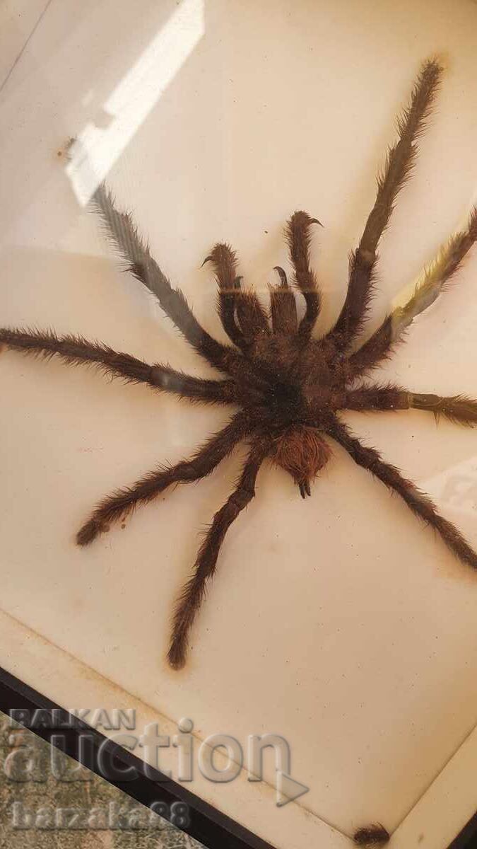 Delivery of Tarantula Spider Delivery of Tarantula Spider