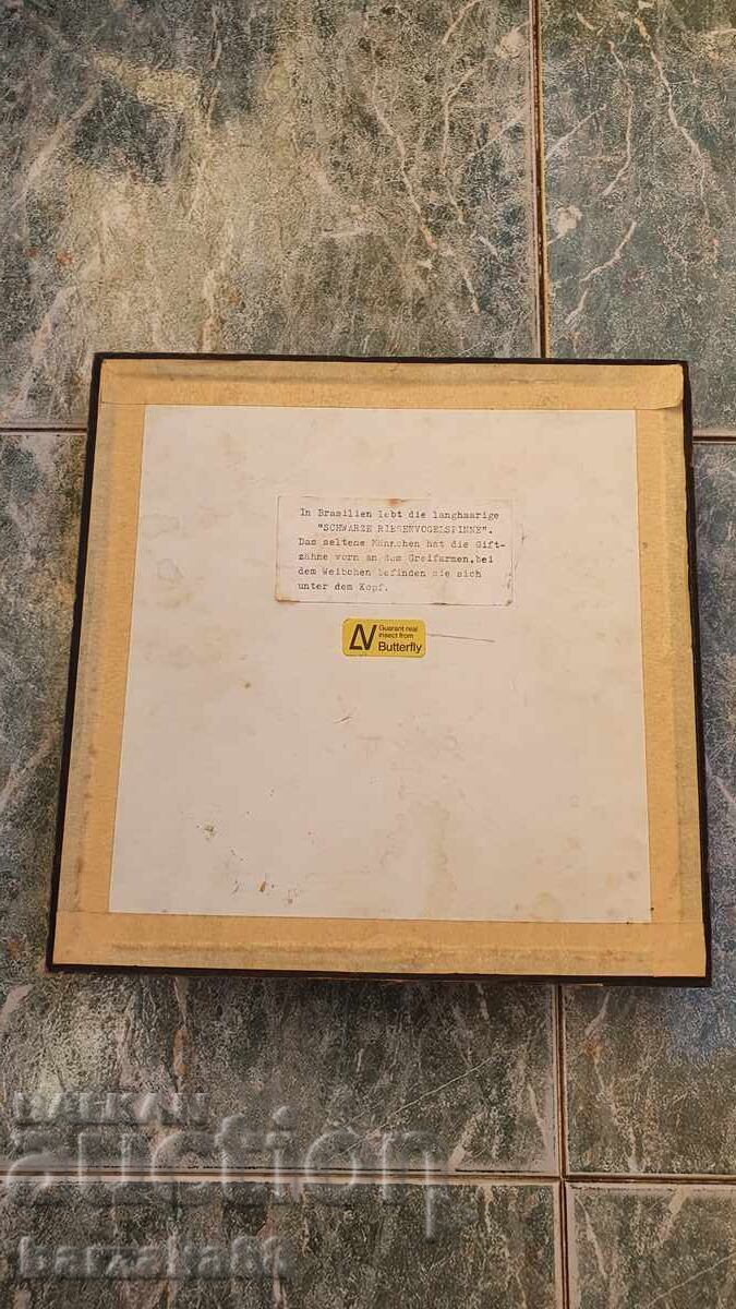 Tarantula Spider - 6 Tarantula Spider - 6