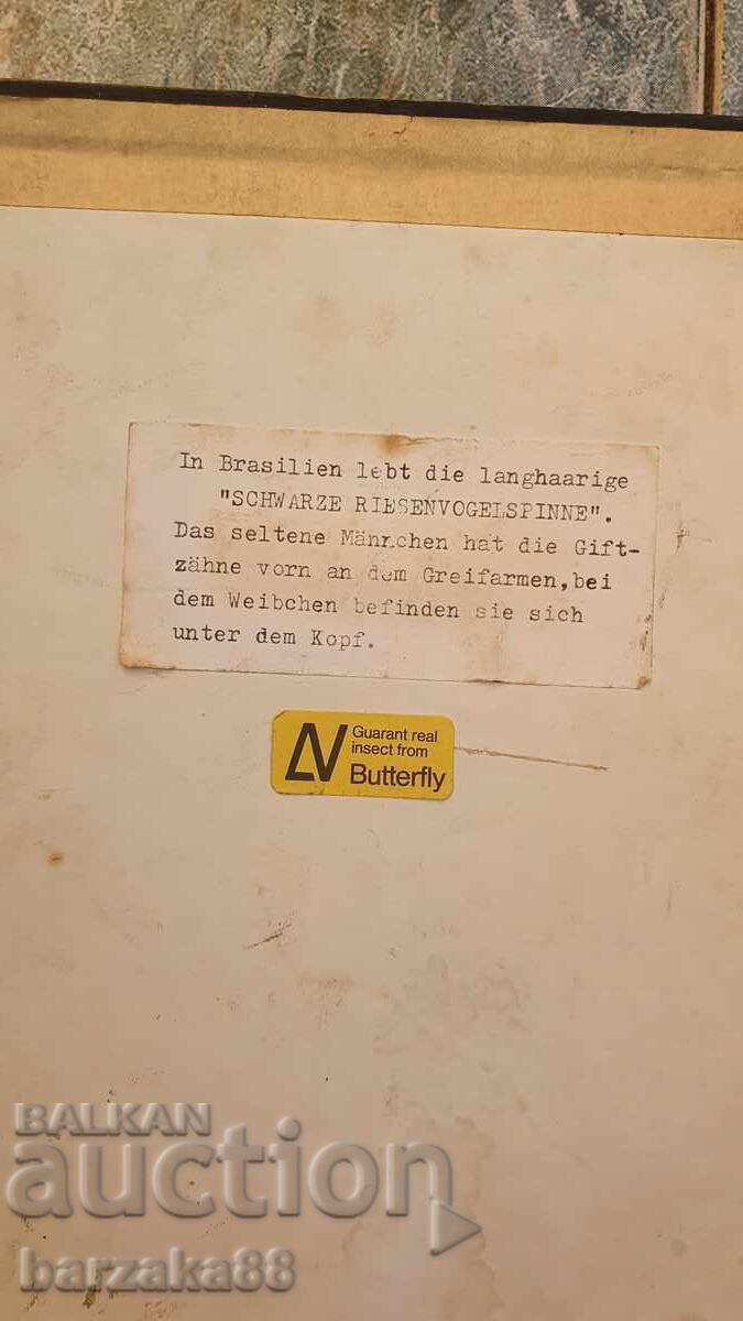 Tarantula Spider - 7 Tarantula Spider - 7