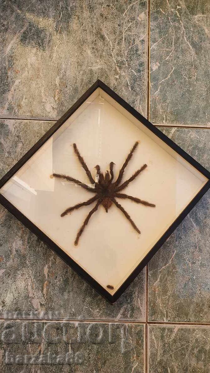 Tarantula Spider Tarantula Spider