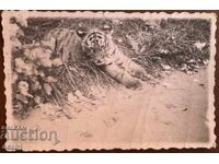 Puiul de tigru SIMBA