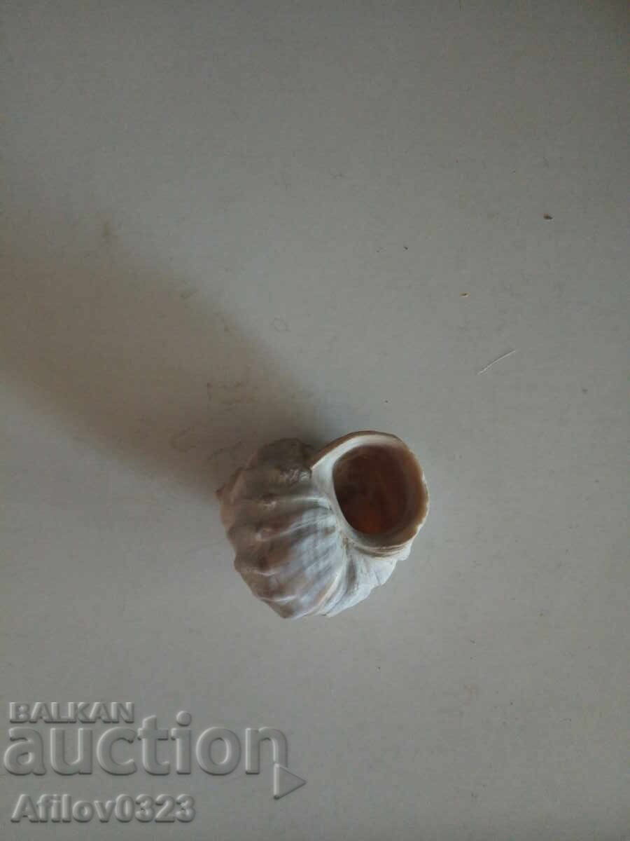 Small fossil of an ancient snail with price 1.00 BGN | € 0.51