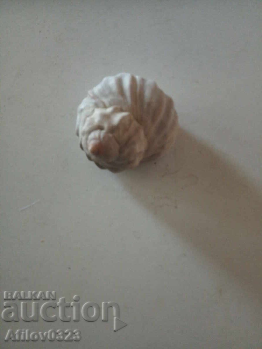 Small fossil of an ancient snail