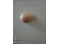 Micul fosil de cochilie de scoică antică