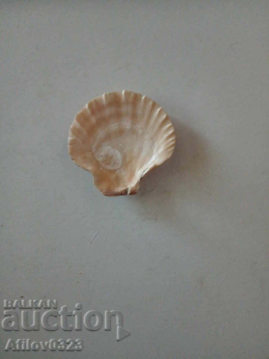 Fossil of an ancient beautiful seashell. For collection with price 1.00 BGN | € 0.51