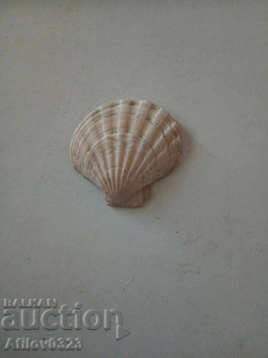 Fossil of an ancient beautiful seashell. For collection
