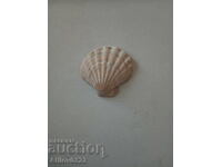 Fossil of an ancient beautiful seashell. For collection
