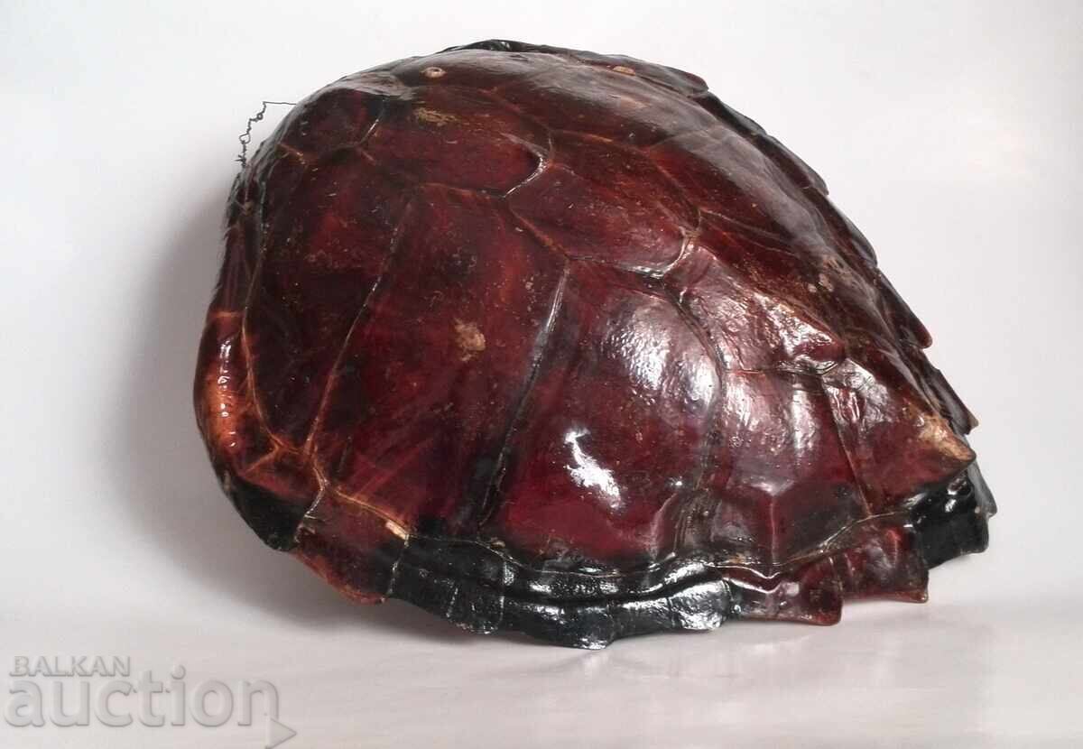 Μεγάλο καβούκι αυστραλιανής χελώνας με τιμή 580.00 BGN | € 296.55 Μεγάλο καβούκι αυστραλιανής χελώνας με τιμή 580.00 BGN | € 296.55