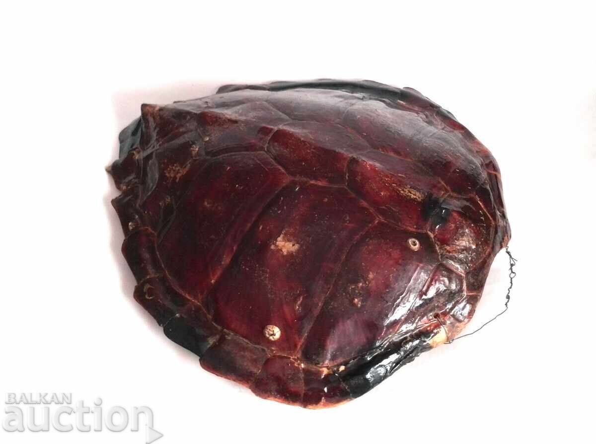 Δημοπρασία Μεγάλο καβούκι αυστραλιανής χελώνας Δημοπρασία Μεγάλο καβούκι αυστραλιανής χελώνας