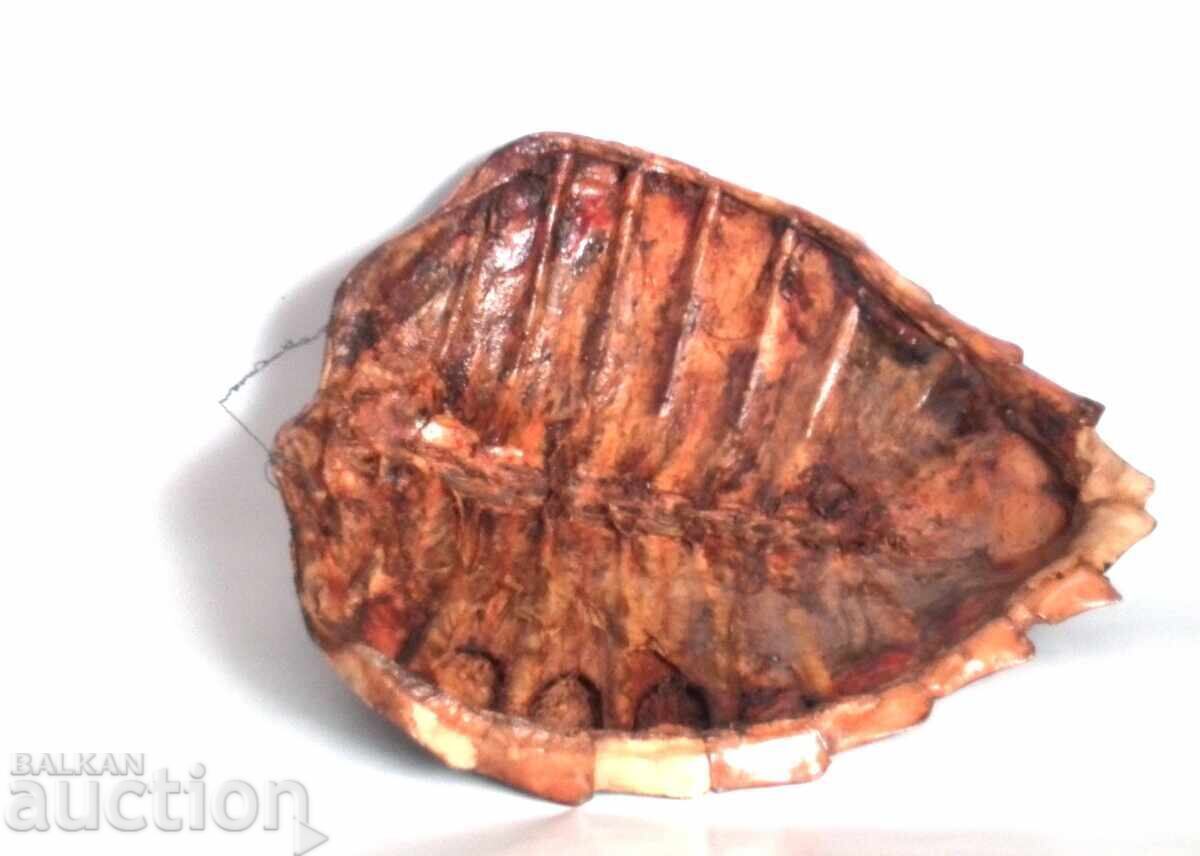 Livrarea Coajă mare de broască țestoasă australiană Livrarea Coajă mare de broască țestoasă australiană