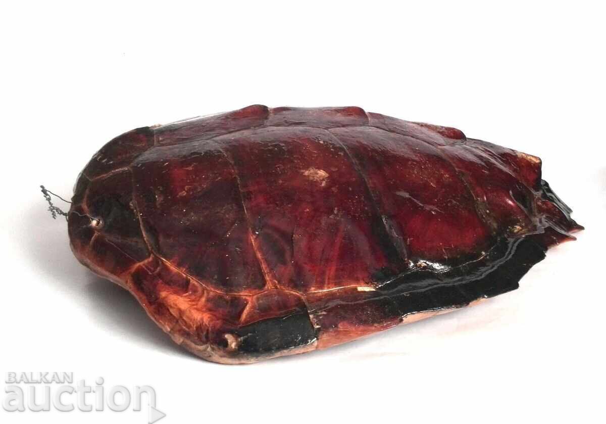 Coajă mare de broască țestoasă australiană - 5