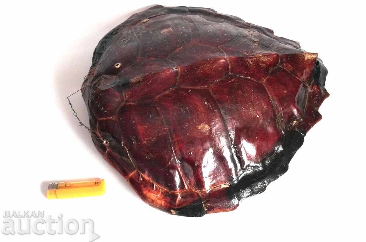 Μεγάλο καβούκι αυστραλιανής χελώνας - 6 Μεγάλο καβούκι αυστραλιανής χελώνας - 6