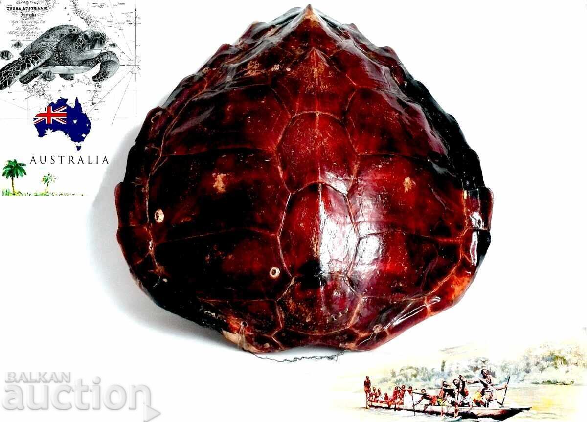 Μεγάλο καβούκι αυστραλιανής χελώνας - 7 Μεγάλο καβούκι αυστραλιανής χελώνας - 7