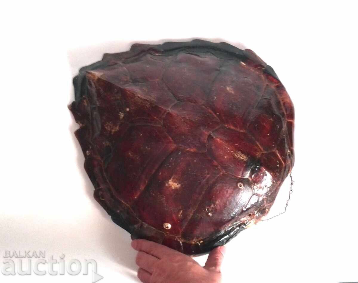 Μεγάλο καβούκι αυστραλιανής χελώνας Μεγάλο καβούκι αυστραλιανής χελώνας