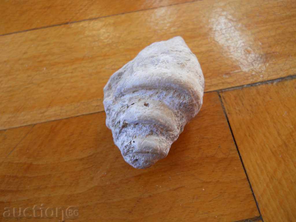 Fossil with price 4.00 BGN | € 2.05