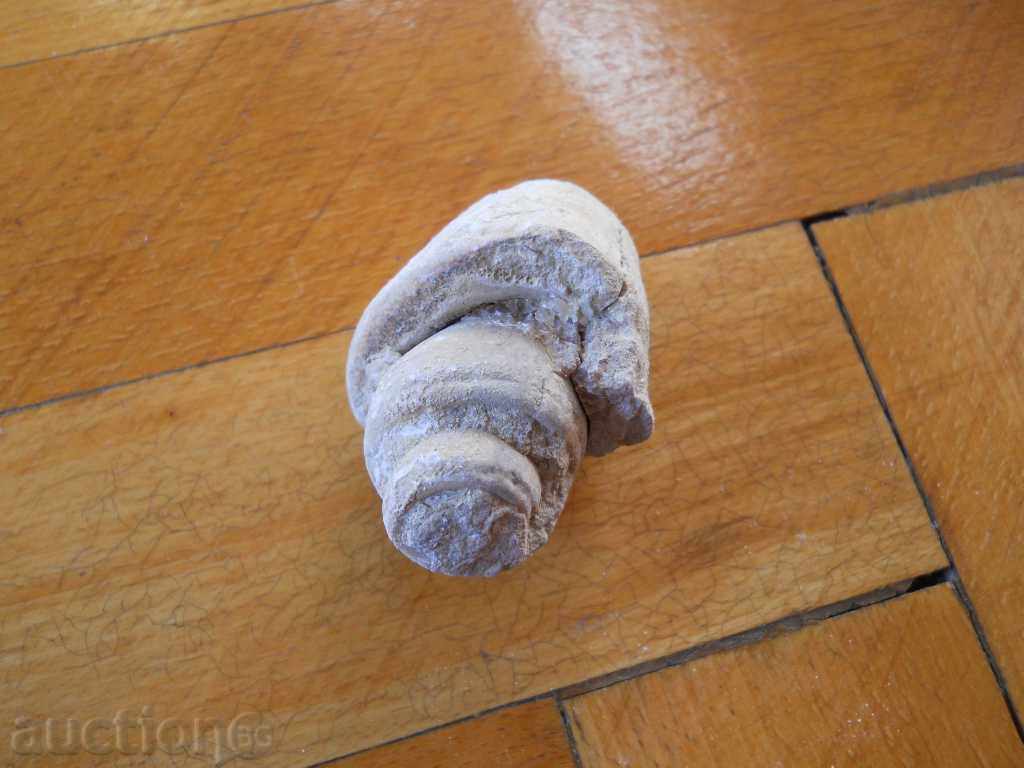 Fosil cu preț 5.00 BGN | € 2.56