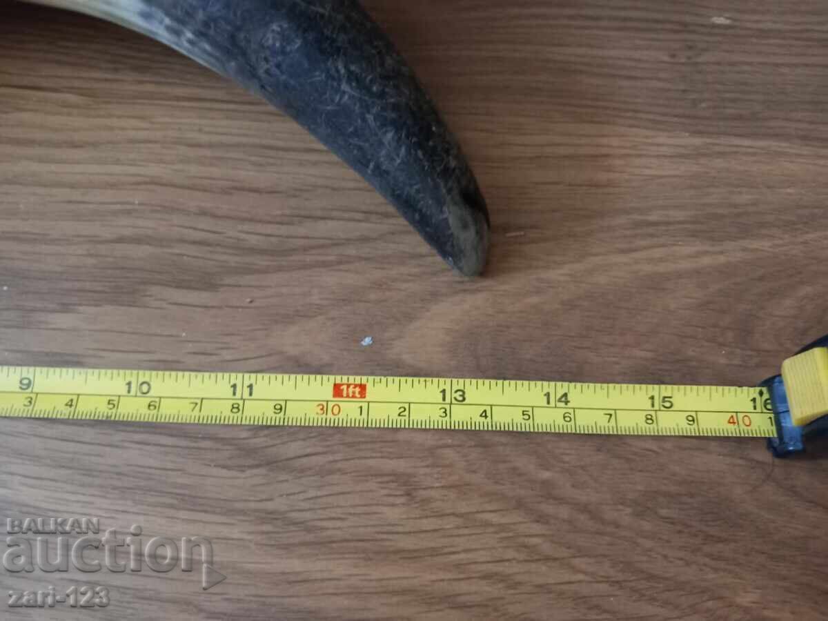Large horns for a powder flask with price 50.00 BGN | € 25.56