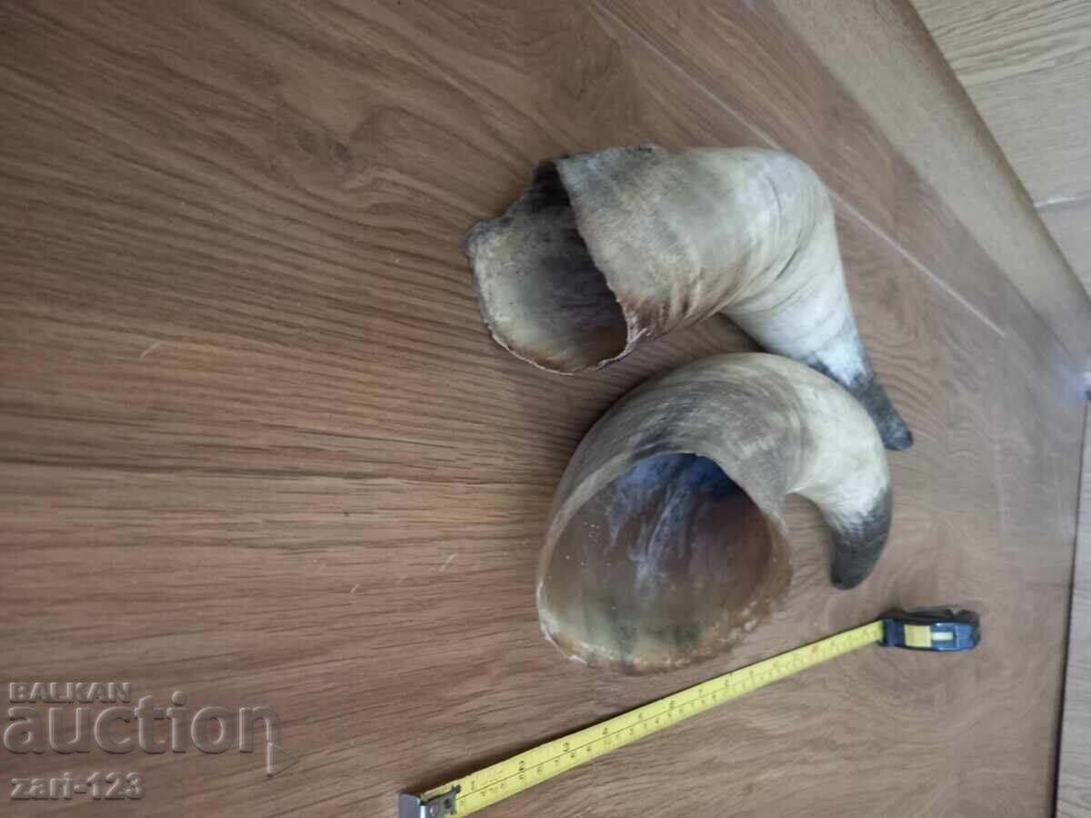 Auction  Large horns for a powder flask