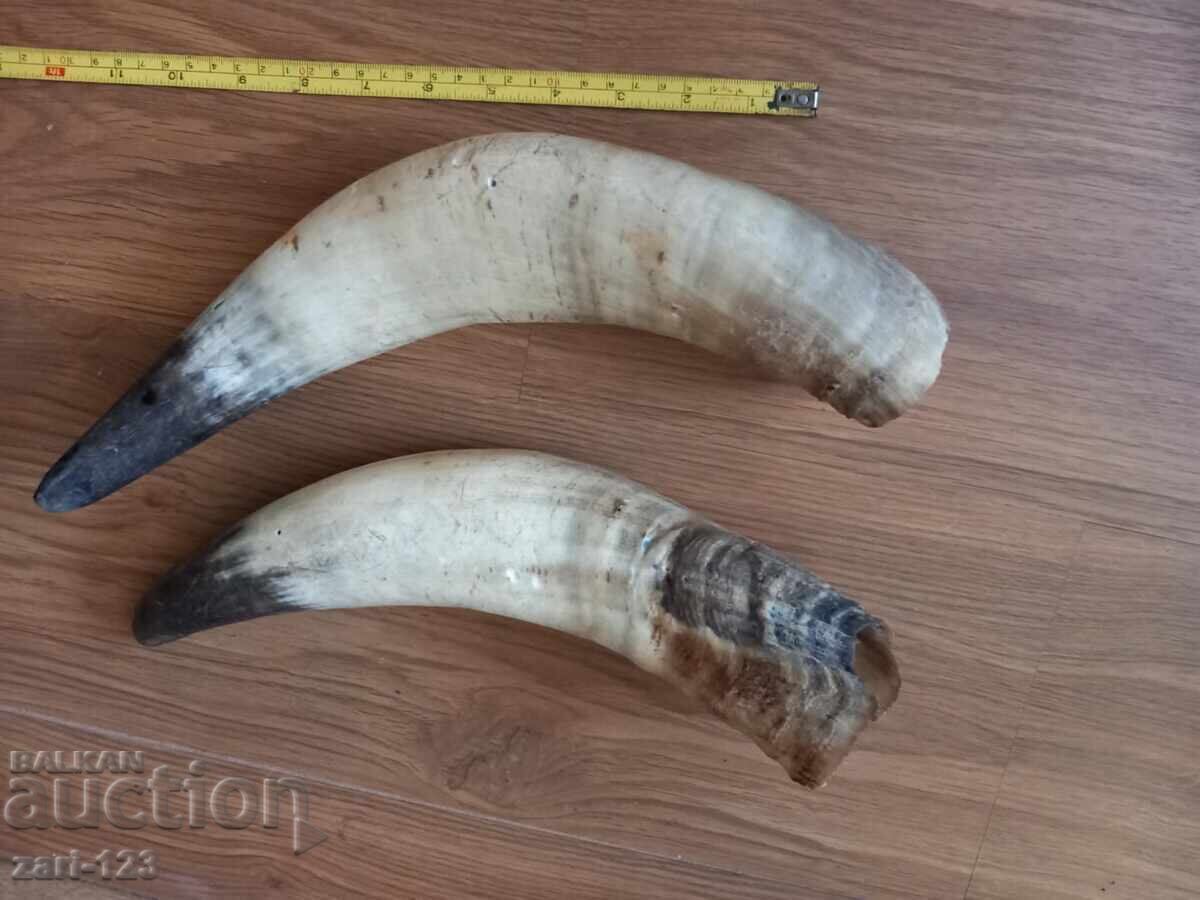 Delivery of Large horns for a powder flask