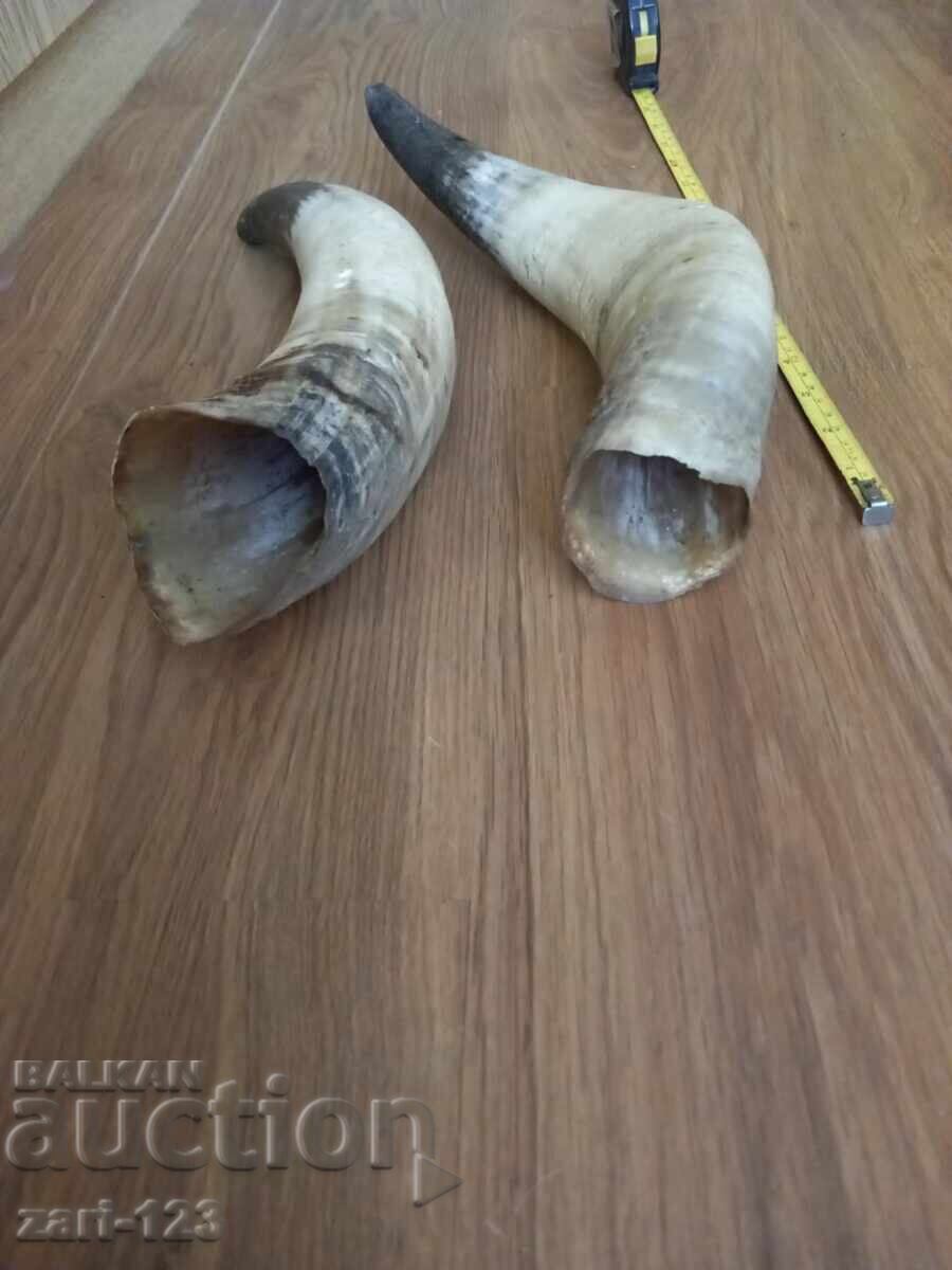 Large horns for a powder flask - 5