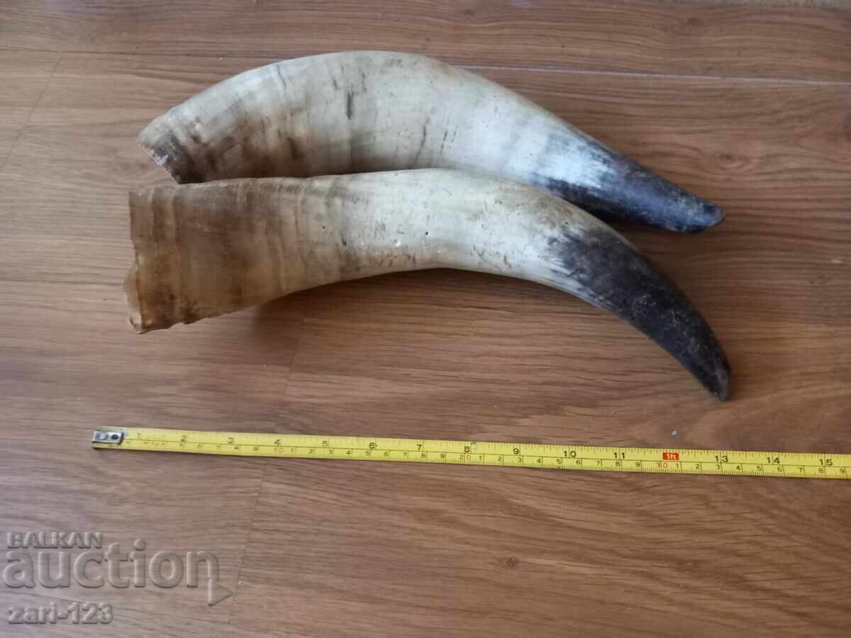 Large horns for a powder flask