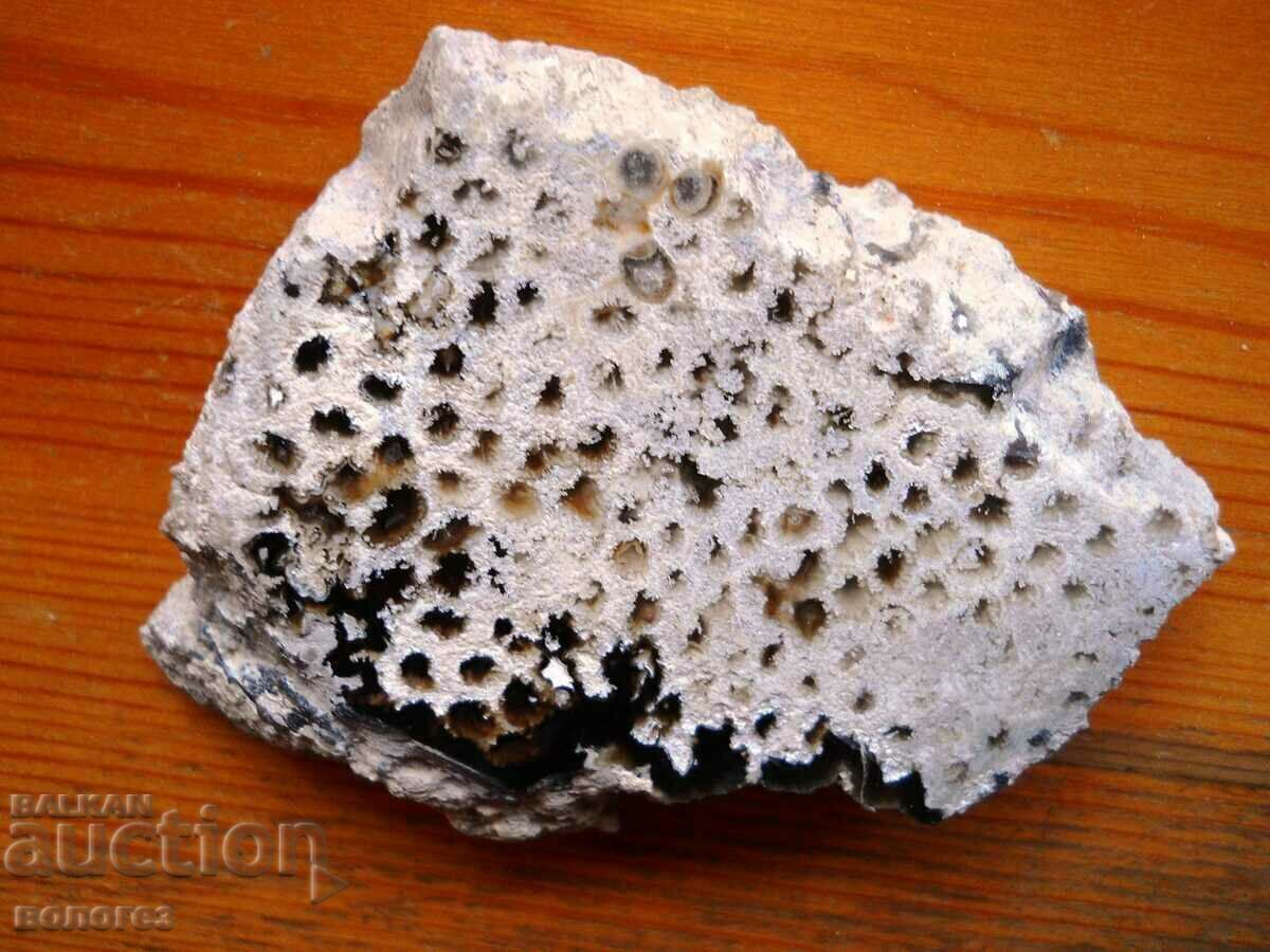 Corallit - rar (lustruire perfectă) cu preț 45.00 BGN | € 23.01