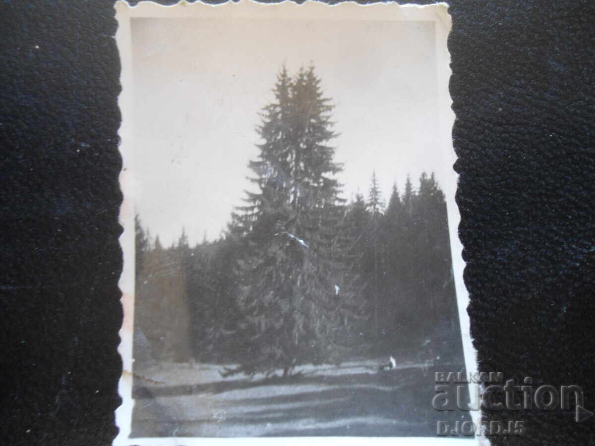 Стара снимка Стара снимка