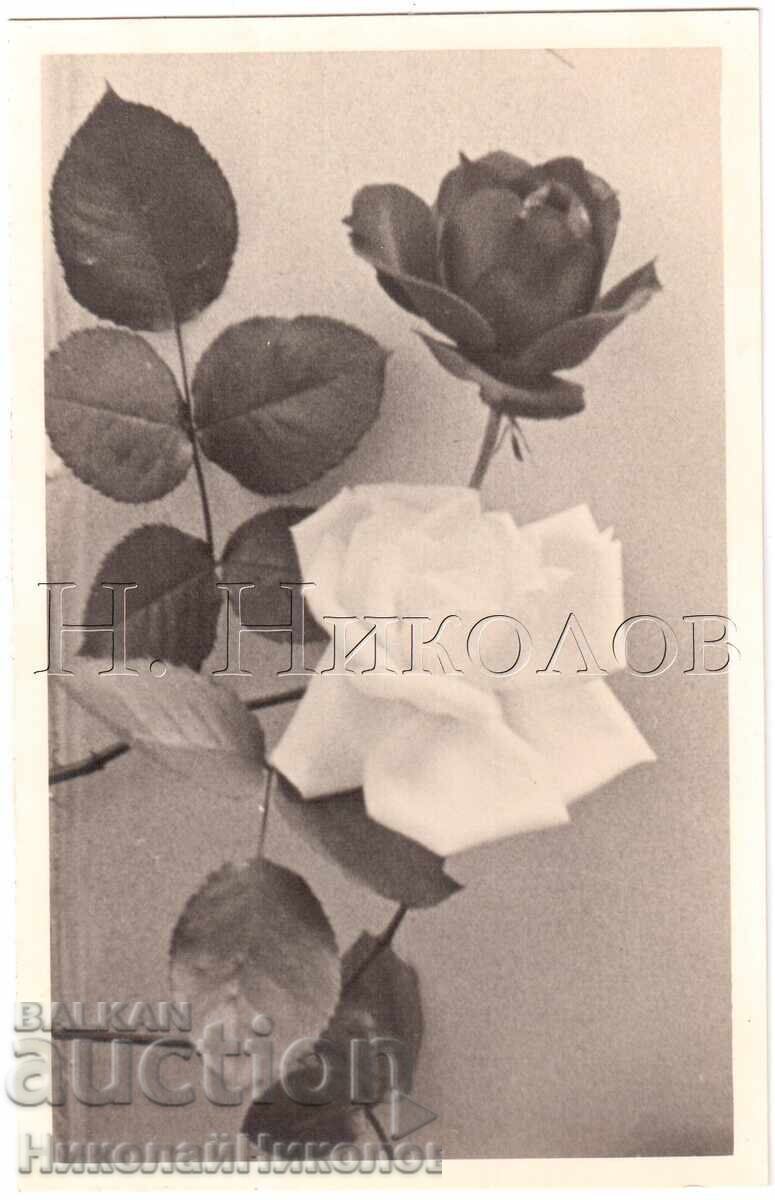 1939 СТАРА СНИМКА РОЗИ ФОТОПЪТЕПИС ЧАСТНА КОЛЕКЦИЯ Е278 1939 СТАРА СНИМКА РОЗИ ФОТОПЪТЕПИС ЧАСТНА КОЛЕКЦИЯ Е278