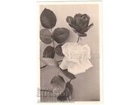 1939 OLD PHOTO ROSES PHOTO ALBUM PRIVATE COLLECTION E278