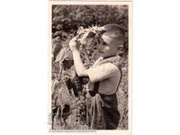 1939 СТАРА СНИМКА ЧЕПИНО МОМЧЕ НА ИЗЛЕТ ЧАСТНА КОЛЕКЦИЯ Е311