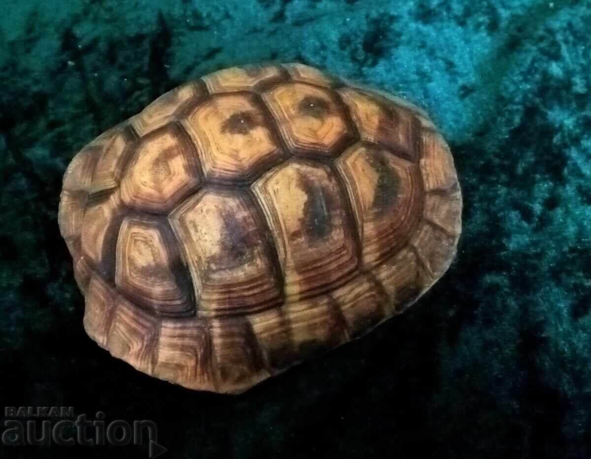 Turtle shell with price € 26.00 | 50.85 BGN