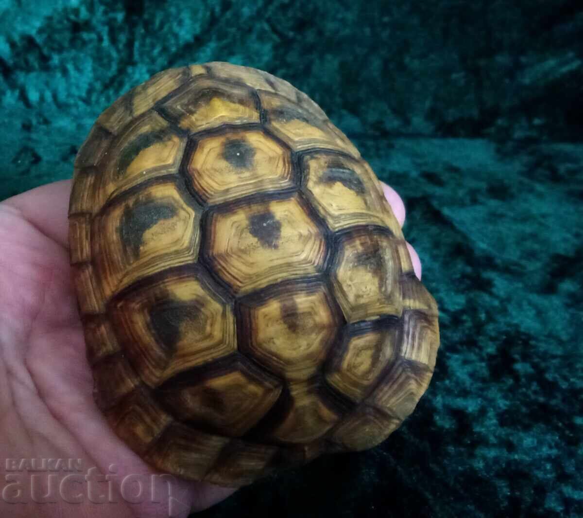 Δημοπρασία Κορυφή χελώνας