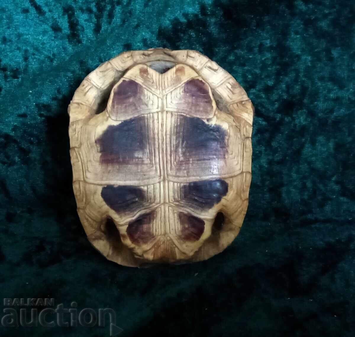 Delivery of Turtle shell