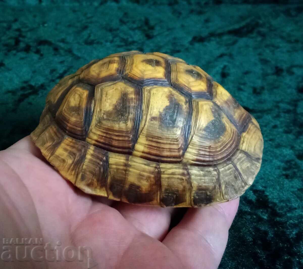 Κορυφή χελώνας - 5