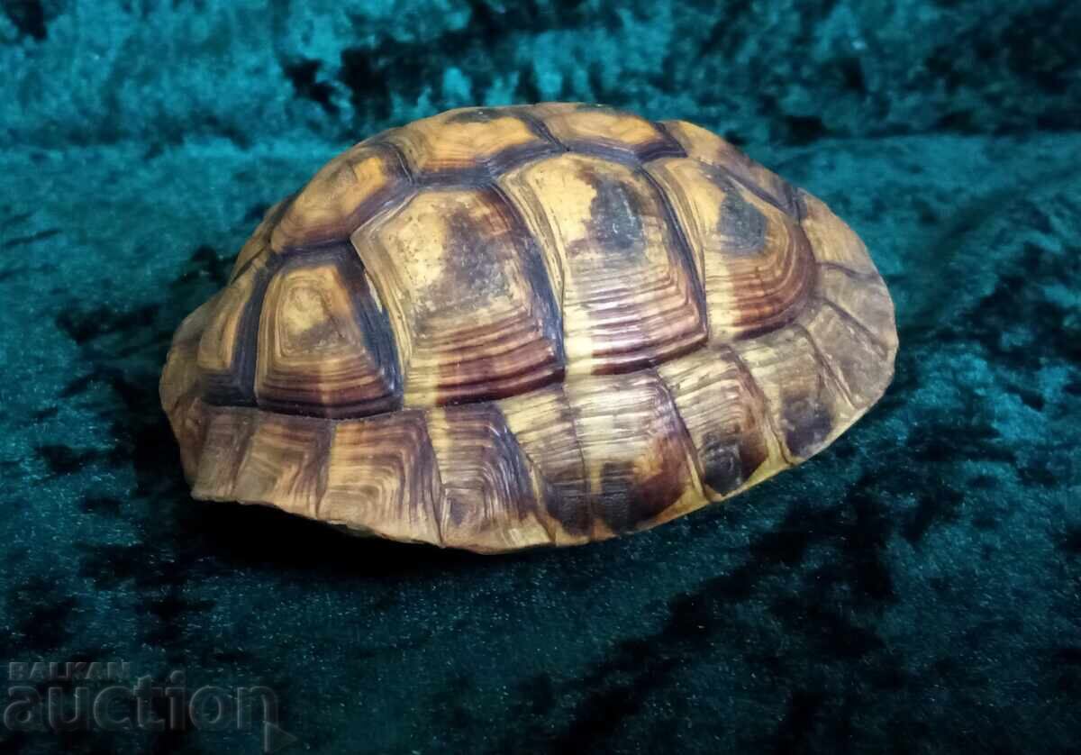 Κορυφή χελώνας