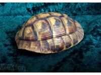 Cutie pentru broască țestoasă