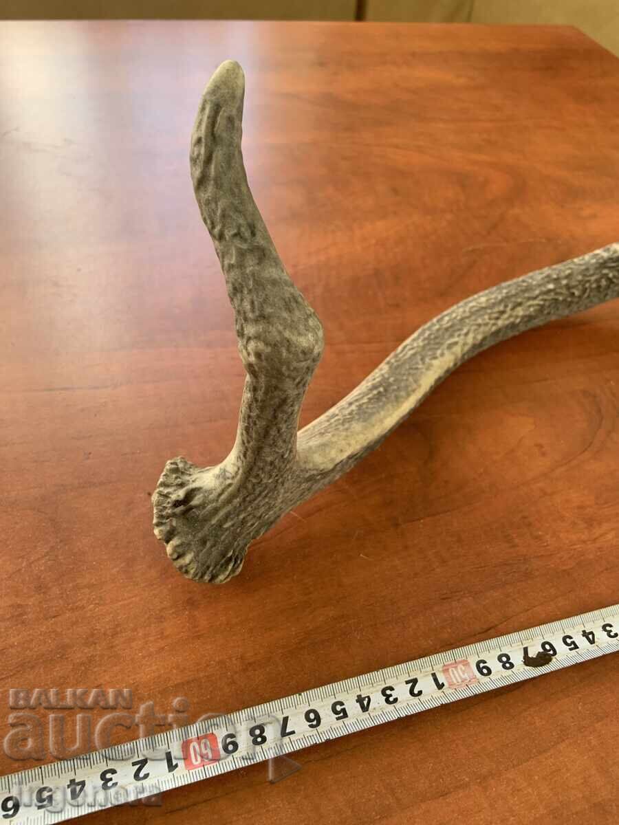 Κέρας ελαφιού για χειροποίητη διακόσμηση ή άλλο - 670 γρ - 7