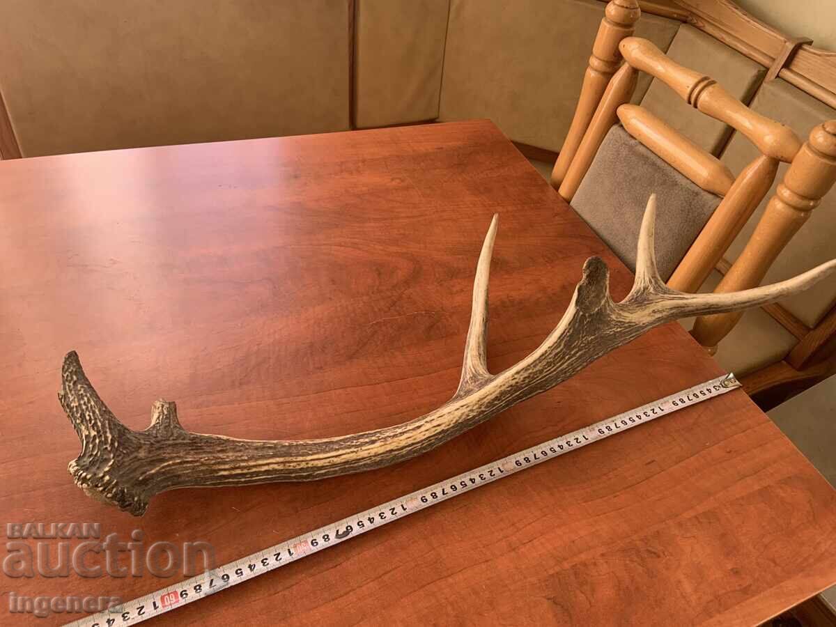 Deer antler for decorative purposes or other - 1050 g with price 55.00 BGN | € 28.12