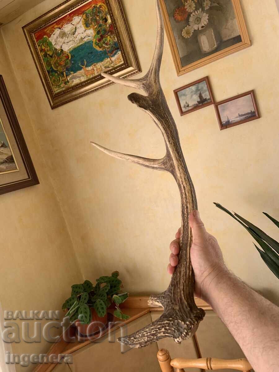 Delivery of Deer antler for decorative purposes or other - 1050 g