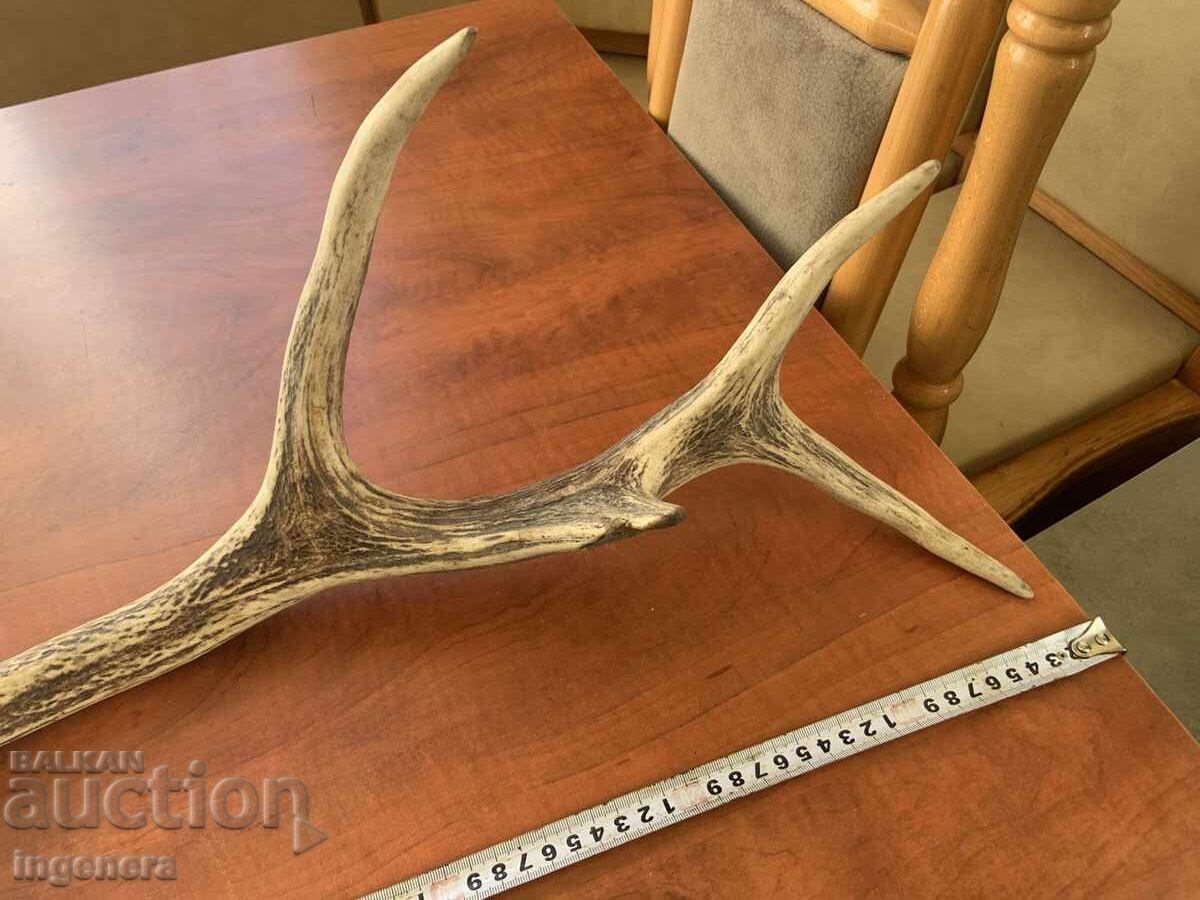 Deer antler for decorative purposes or other - 1050 g - 5