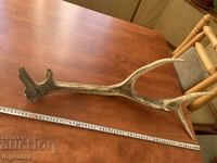 COARNE DE CERB PENTRU DECOR SAU ALTELE - 1050 GR