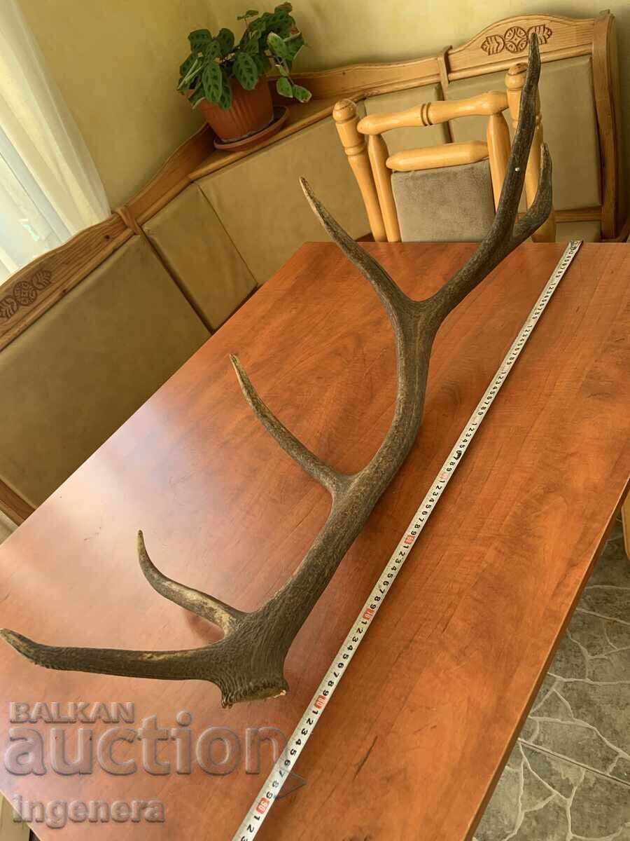 Deer antler for decorative use or other - 1850 grams with price 92.00 BGN | € 47.04 Deer antler for decorative use or other - 1850 grams with price 92.00 BGN | € 47.04