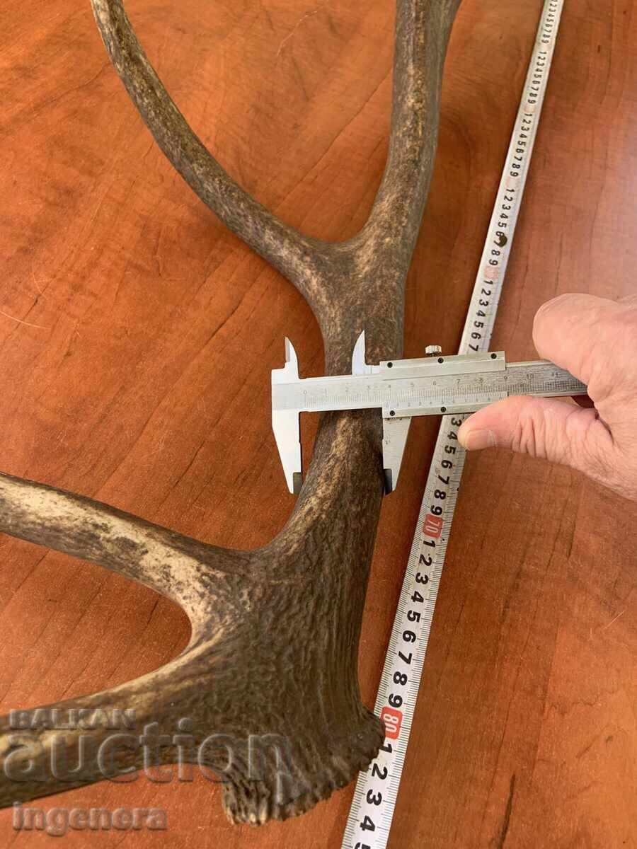 Auction Deer antler for decorative use or other - 1850 grams Auction Deer antler for decorative use or other - 1850 grams